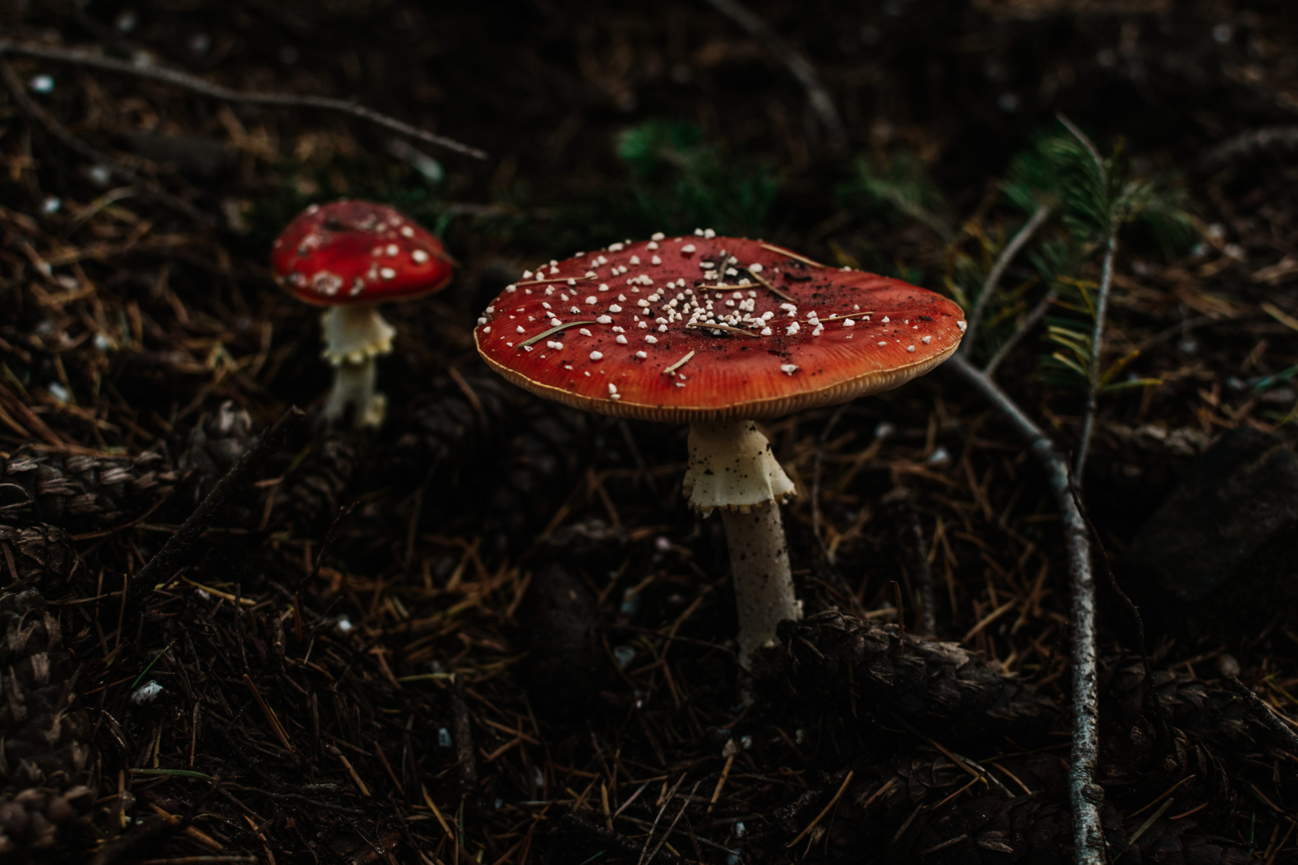 Mushroom photography